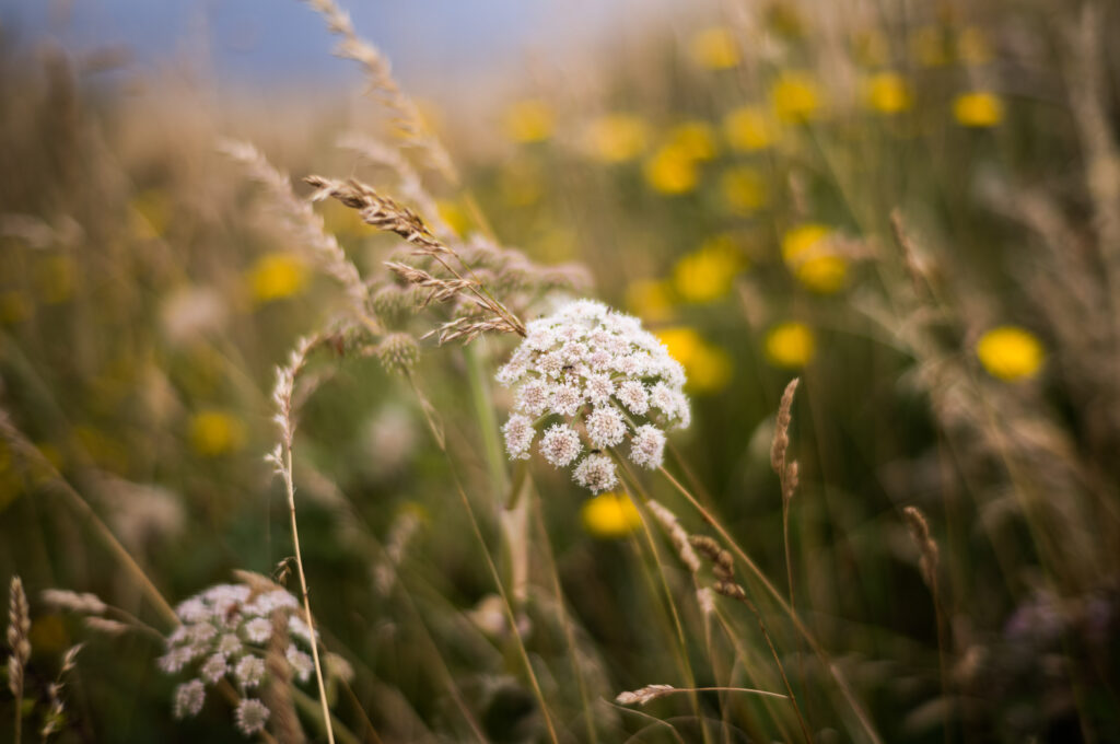 Klassik Summilux